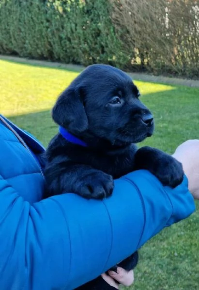 regalo cuccioli di labrador 