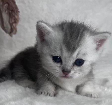 munchkin, un maschio e una femmina