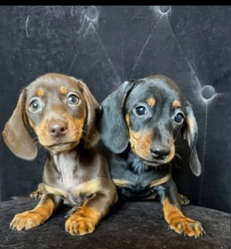 bellissimi cuccioli di bassotto nero e marrone