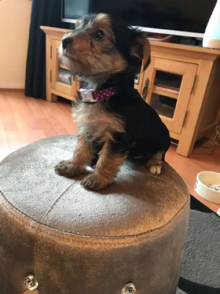 disponibili cuccioli di yorkshire terrier con tazza da tè akc. la mamma pesa 4 libbre e papà 2,5 lib