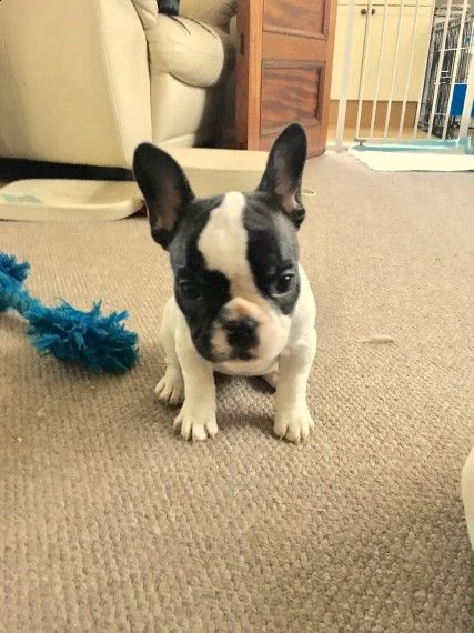 cuccioli di akc frenchie girl da traslocare, prezzo da vendere! - la tua scelta di quattro preziosi 