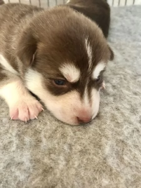   cuccioli di husky siberiano cuccioli di husky siberiano. maschi e femmine disponibili. vaccini e s