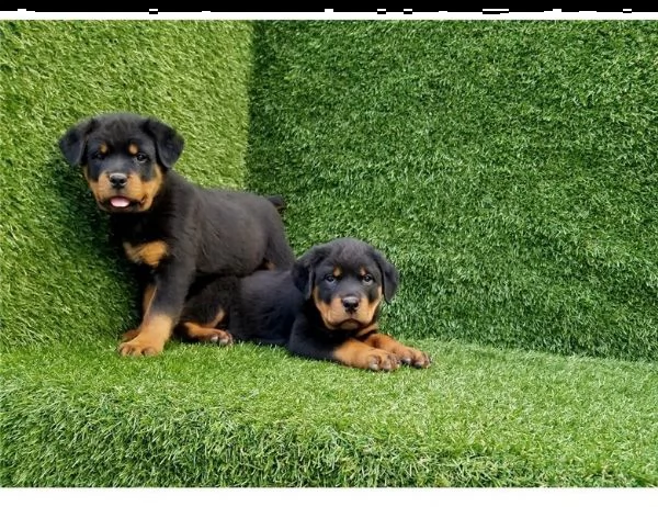   cuccioli di rottweiler ottimi cuccioli di rottweiler top pedigree. linee di sangue europee con gra