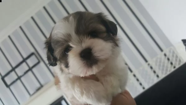  shih tzu cuccioli  bellissimi cuccioli di shih-tzu. di razza con le carte. cappotti stupendi! basso