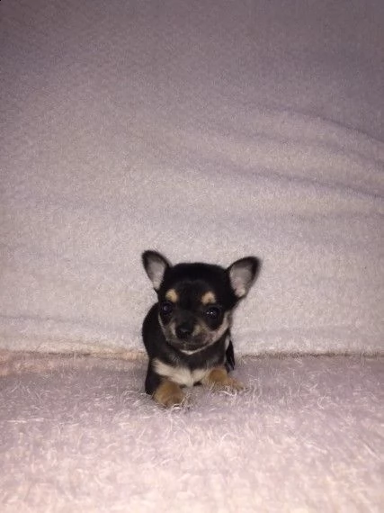  cuccioli di chihuahua in vendita cuccioli di chihuahua amichevoli, affettuosi e sani che ti rubano 