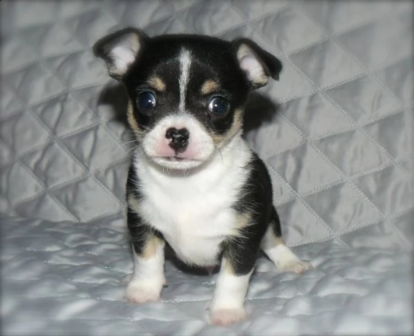 teacup chihuahua disponibili ora due chihuahua a pelo medio. femmine da 1 libbra e 1 oncia di 10 set