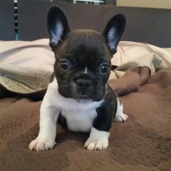  cuccioli di bulldog francese femmine bulldog francese femmina. 8 settimane. utd sui vaccini. akc. e