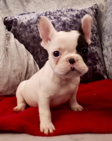 dolci cuccioli di bulldog francese sono molto ben socializzati, sono abituati ai bambini così come a