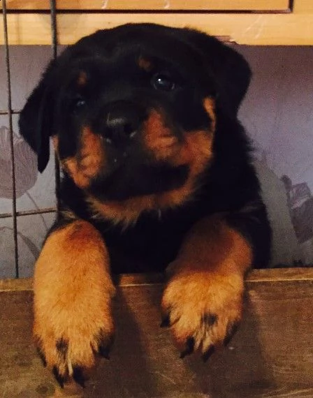  simpatici cuccioli di rottweiler simpatici cuccioli di rottweiler disponibili per le nuove famiglie