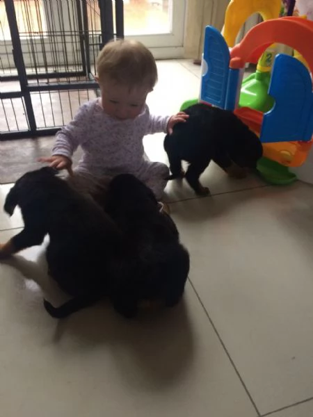  akc cuccioli di rottweiler tedesco, rottweiler vendo cuccioli di rottweiler maschi e femmine. hanno