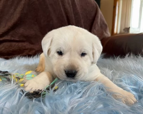 cuccioli di laboratorio di cioccolato cuccioli sani di laboratorio di cioccolato in vendita, testo c