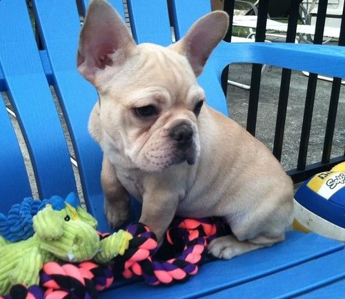 disponibile bulldog francese  cuccioli di bulldog francese con dna per sostenerlo sono disponibili e