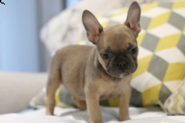 cuccioli di bulldog francese femmine bulldog francese femmina. 8 settimane. utd sui vaccini. akc. e-
