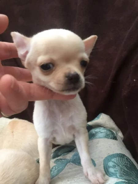cuccioli di chihuahua in vendita cuccioli di chihuahua amichevoli, affettuosi e sani che ti rubano i