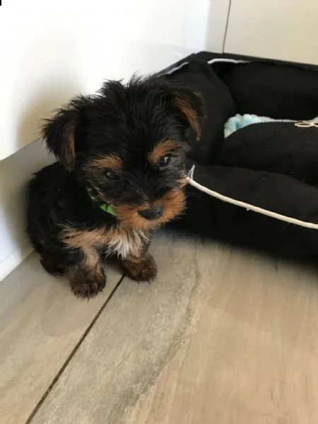  disponibili cuccioli di yorkshire terrier con tazza da tè akc. la mamma pesa 4 libbre e papà 2,5 li