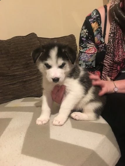 regalo cuccioli siberian husky maschio e femmina e-mail  (marieiris783[at]gmail[.com]) grazi  regalo cucc