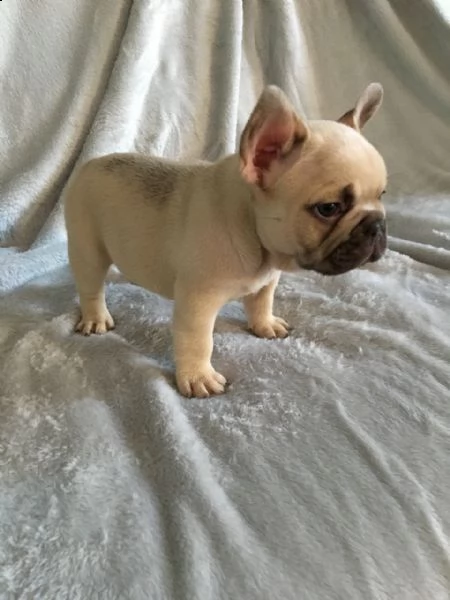  regalo bulldog francese. regalo bulldog francese.regalo bulldog francese. disponiamo di cuccioli bu