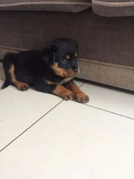 rottweiler cuccioli introvabili cuccioli di rottweiler intelligenti e dolcissimi attaccati al padron