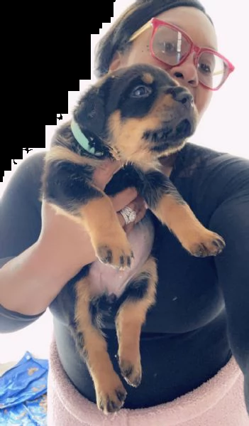 rottweiler super adorabile cuccioli di rottweiler super adorabili. così gentile e affettuoso. me ne 