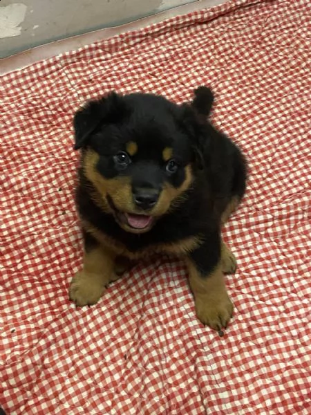  simpatici cuccioli di rottweiler simpatici cuccioli di rottweiler disponibili per le nuove famiglie