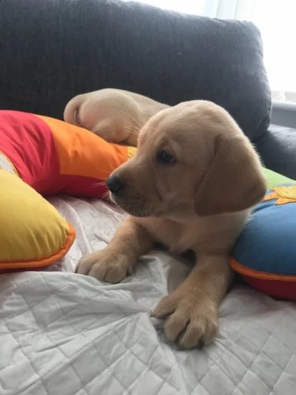  cuccioli di laboratorio di cioccolato cuccioli sani di laboratorio di cioccolato in vendita, testo 