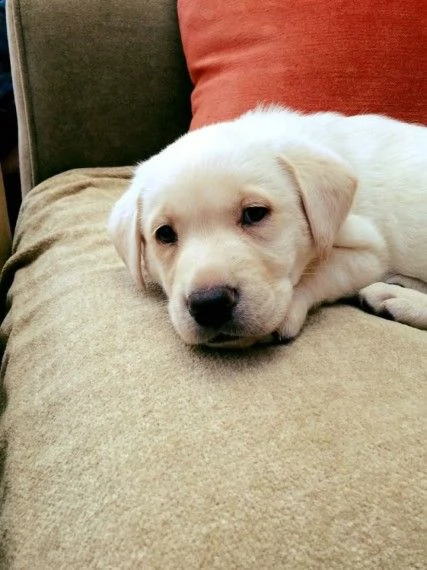 cuccioli di akc white lab i nostri cuccioli inglesi akc white labrador retriever sono immediatament