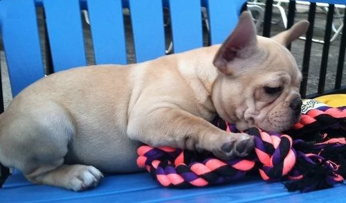   dolci cuccioli di bulldog francese sono molto ben socializzati, sono abituati ai bambini così come