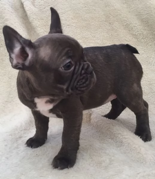 bulldog francesi akc  bellissimi cuccioli di bulldog francese sani, cresciuti in una famiglia amorev