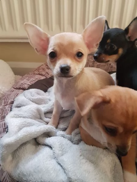 cuccioli di chihuahua in vendita cuccioli di chihuahua amichevoli, affettuosi e sani che ti rubano i
