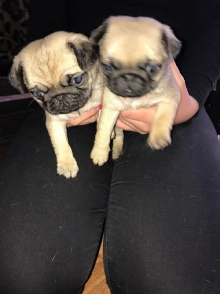 cuccioli di carlino perfetti  i carlini sono senza dubbio il loro muso corto e rugoso. originari del