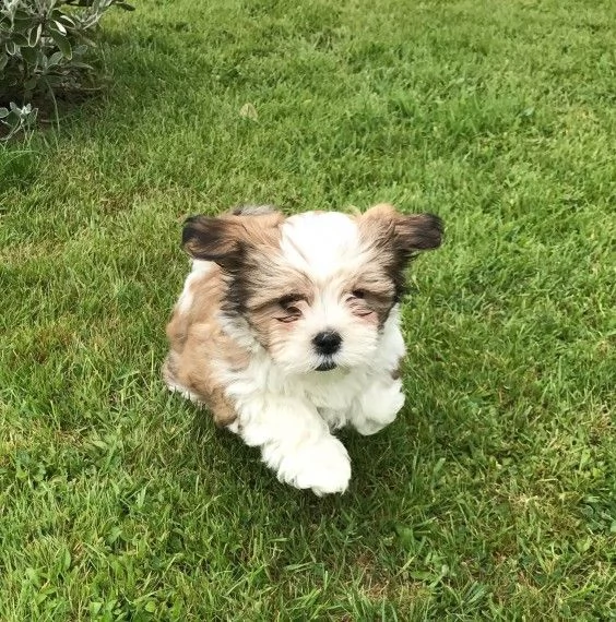  cuccioli shih tzu perfetti tutti i cuccioli sono controllati dal veterinario e tutti aggiornati su 