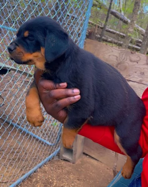  cuccioli di rottweiler ottimi cuccioli di rottweiler top pedigree. linee di sangue europee con gran
