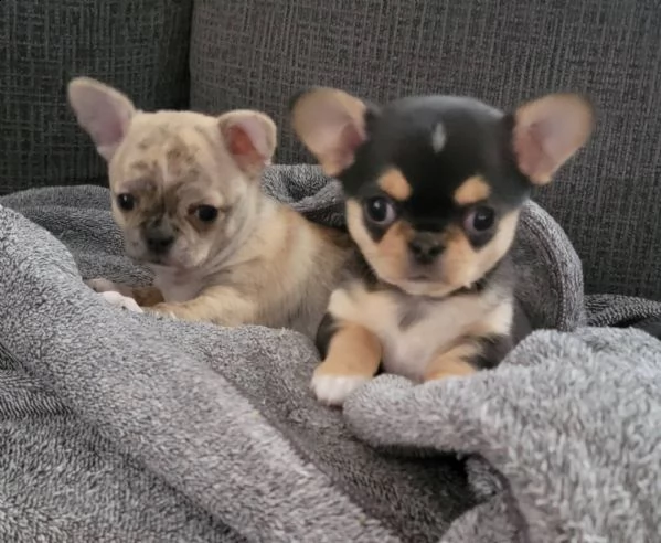 chihuahua cuccioli introvabili cuccioli di chihuahua intelligenti e dolcissimi attaccati al padrone 