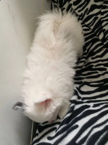  bellissimi cuccioli di volpino pomerania e-mail  (marieiris783[at]gmail[.com]) bellissimi cuccioli di vo