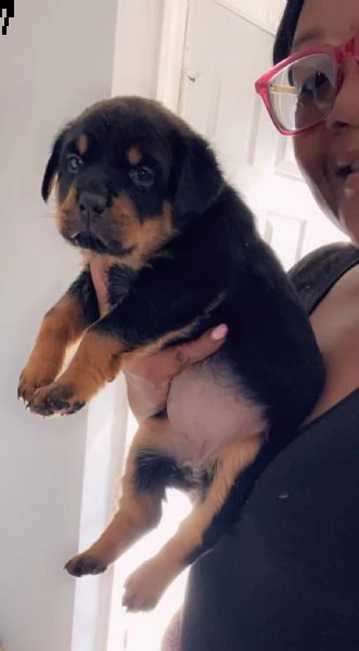 simpatici cuccioli di rottweiler simpatici cuccioli di rottweiler disponibili per le nuove famiglie,