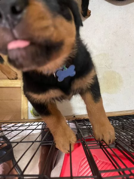  akc cuccioli di rottweiler tedesco, rottweiler vendo cuccioli di rottweiler maschi e femmine. hanno