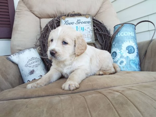 cuccioli di labrador di razza pura cuccioli di labrador di razza, si prega di chiamare o inviare un 