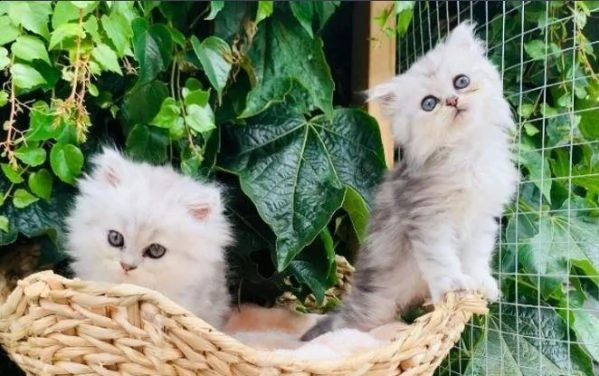 simpatici gattini persiani | Foto 0