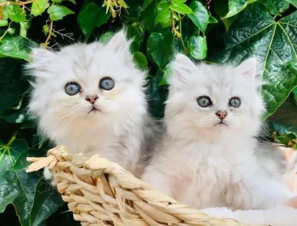 simpatici gattini persiani