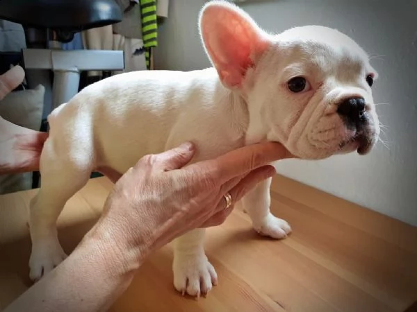 abbiamo bulldog francese maschio e femmina | Foto 0