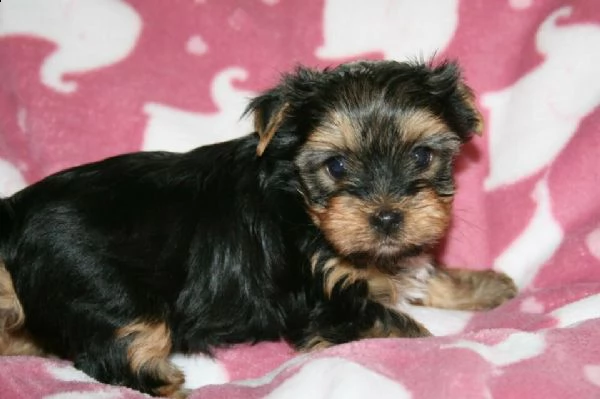 regalo yorkshire  | Foto 0