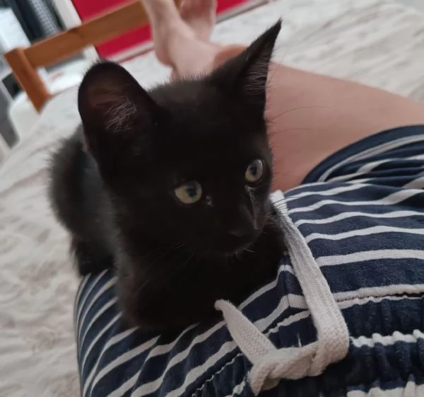 Piccolo gattino in affido a Pescara 