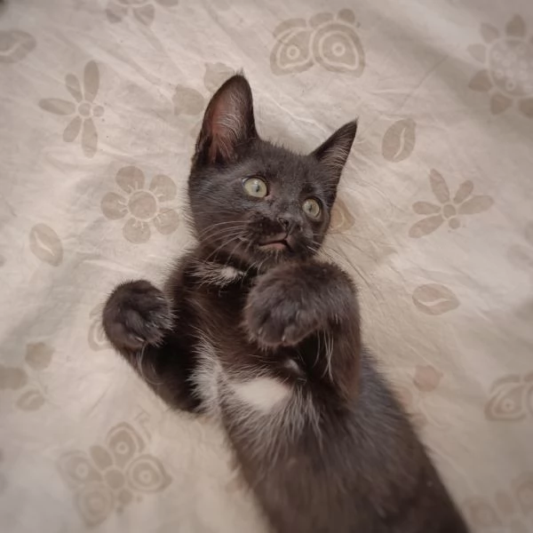 Bellissimo micio di 2 mesi a Pescara 