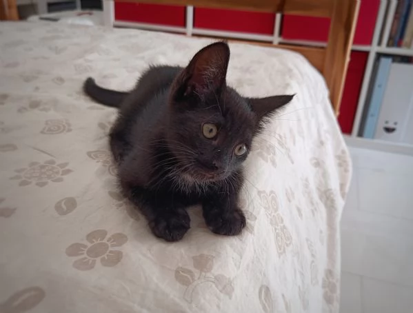 Bellissimo micio di 2 mesi a Pescara  | Foto 1