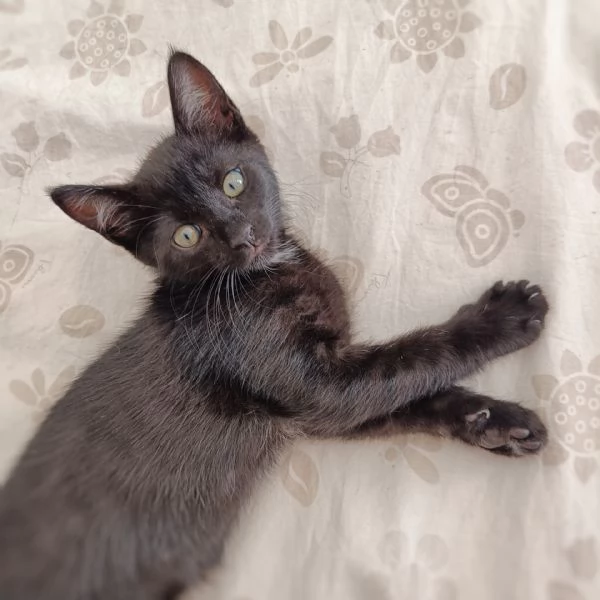 Bellissimo micio di 2 mesi a Pescara  | Foto 0