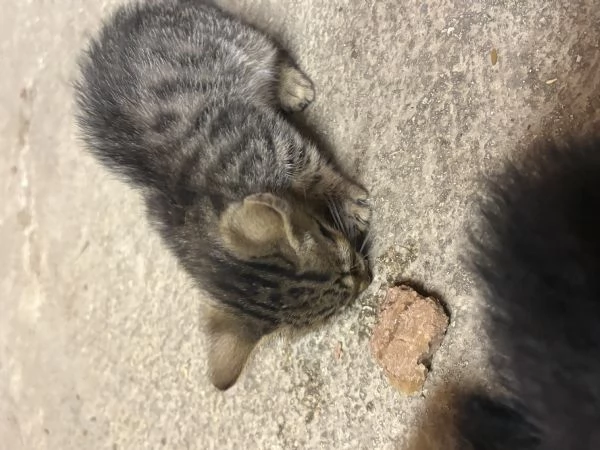 Gattini di due mesi regalasi | Foto 3