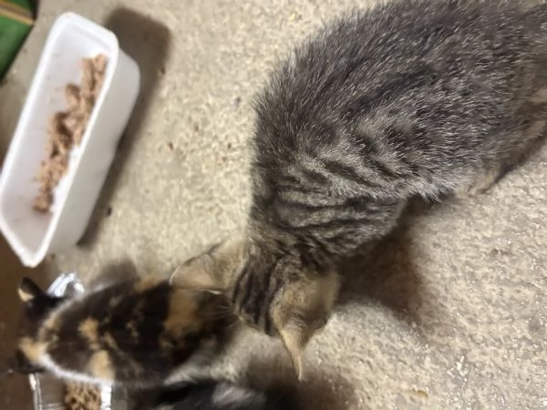 Gattini di due mesi regalasi | Foto 2