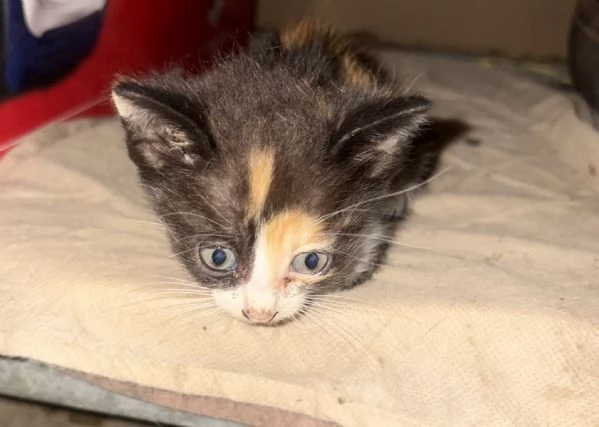 Gattini di due mesi regalasi | Foto 1