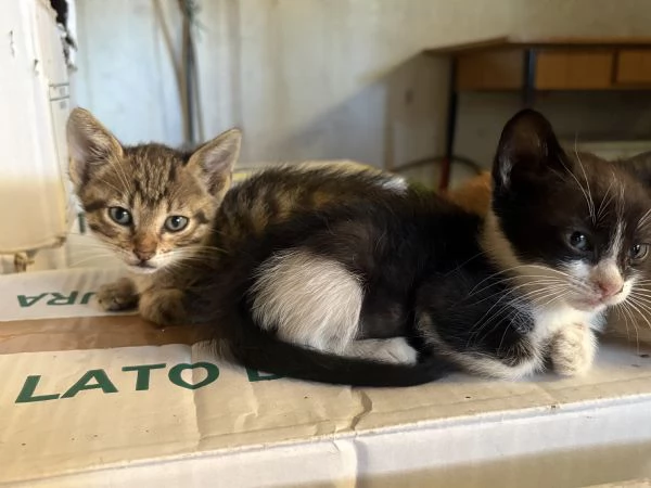 Gattini di due mesi regalasi