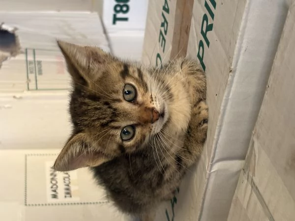 Gattini di due mesi regalasi | Foto 0